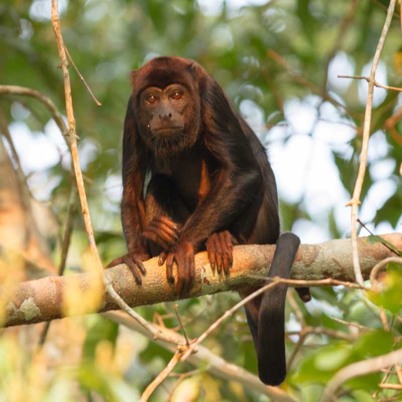 Howler Monkey - Cristalino Jungle Lodge
