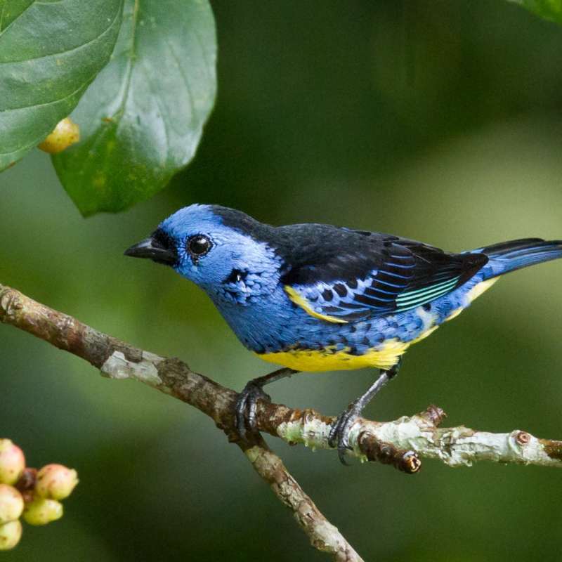 Birdlife - Cristalino Jungle Lodge