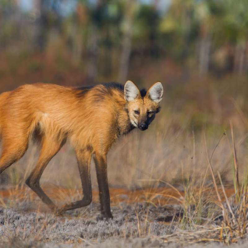 Maned Wolf 
