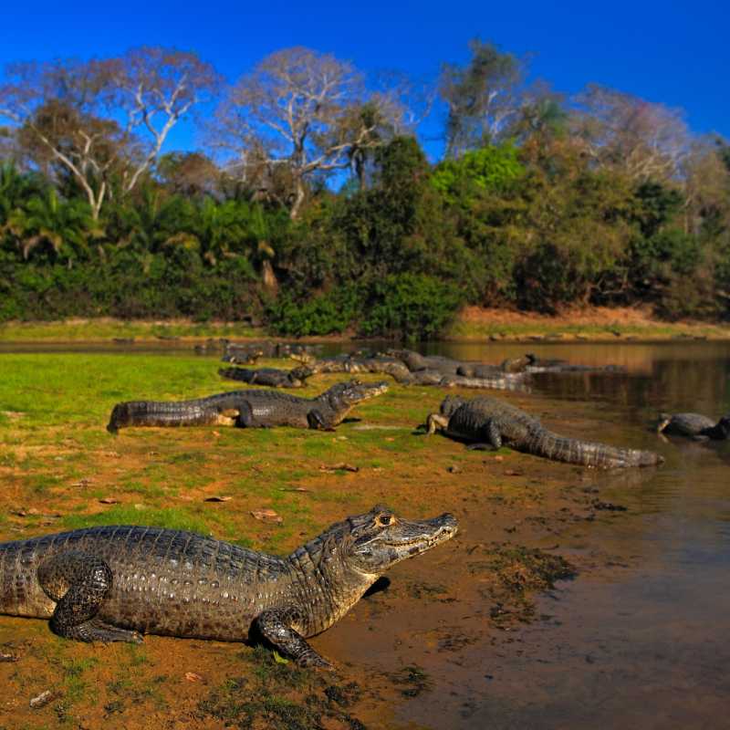 Wild Brazil Amazon  Pantanal Adventure 