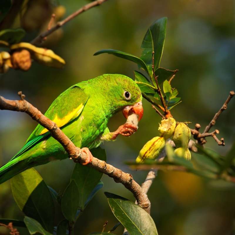 Wild Brazil Amazon  Pantanal Adventure 