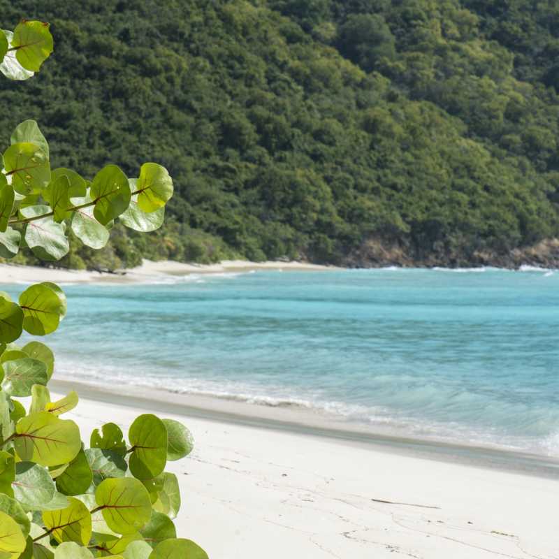 Guana Island  