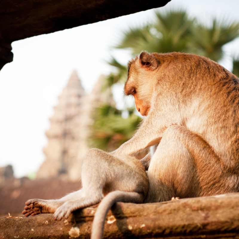 Angkor Temples - Honeymoon to Indochina