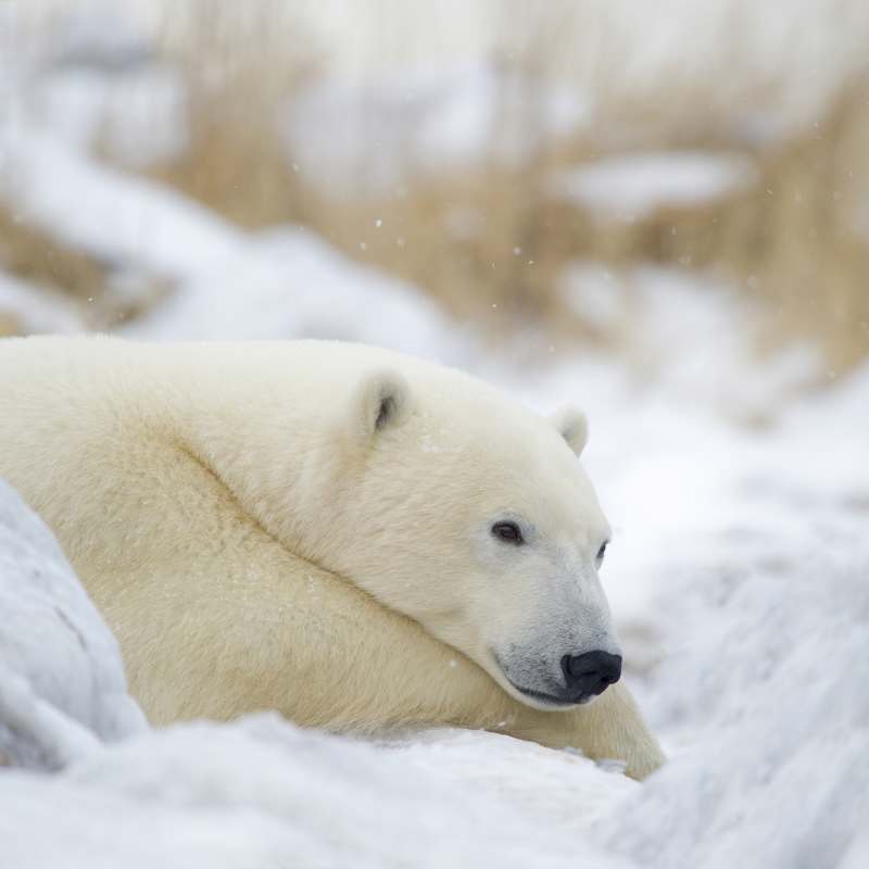 The Great Ice Bear snoozing in the snow 