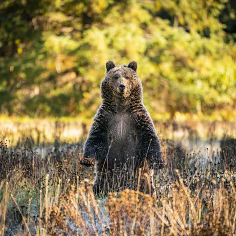 Grizzly Bear   
