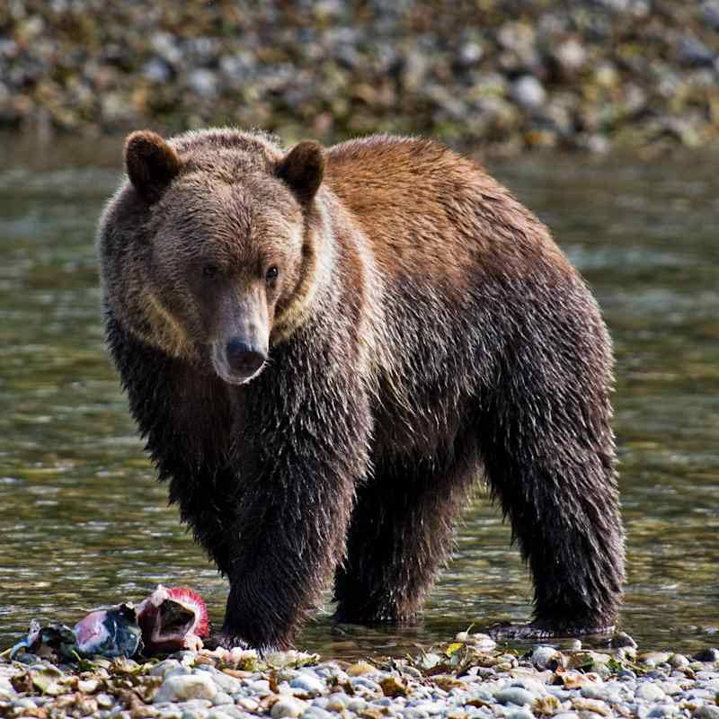 Bear at Sonora Resort
