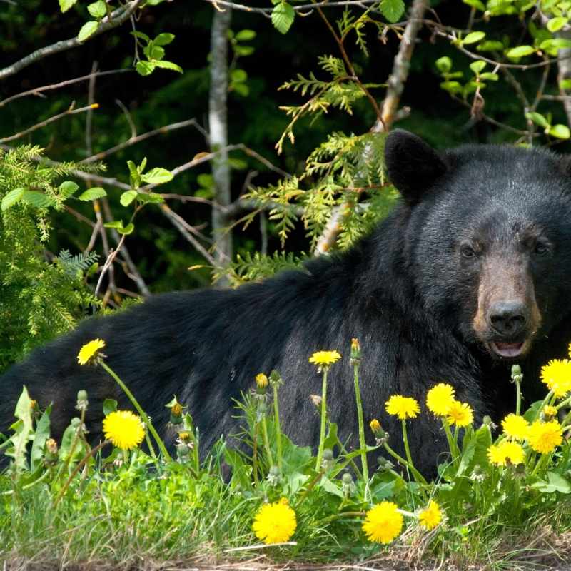 Bear Viewing - British Columbia with Kids 