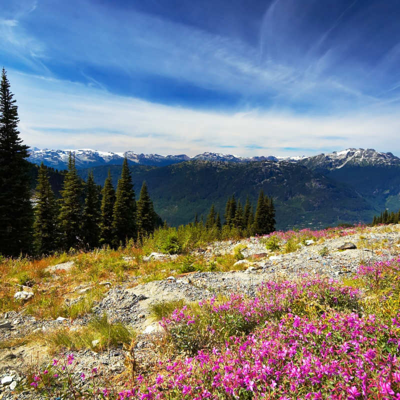 Alpine summer meadows - Canada