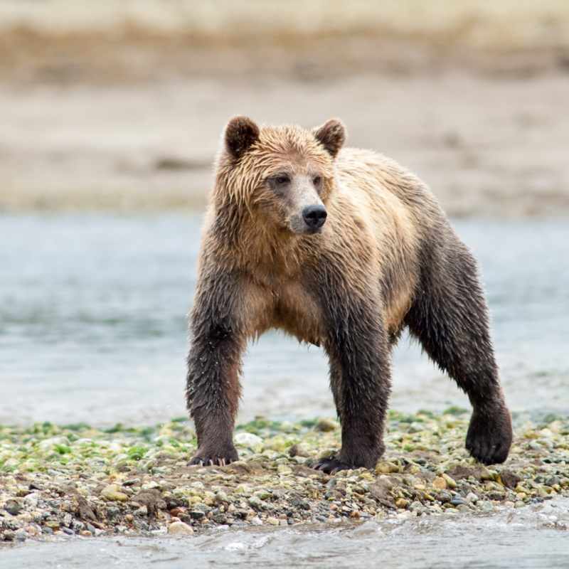 Bears - Canada