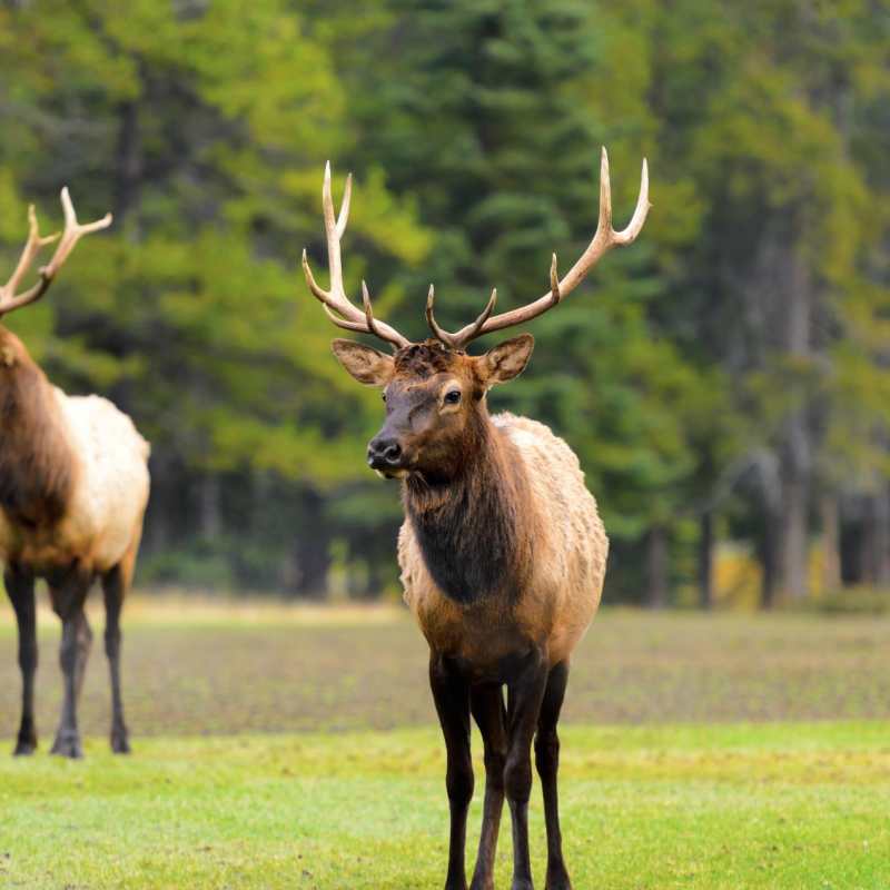 Elk - Pacific Coast & Canada by Rocky Mountaineer