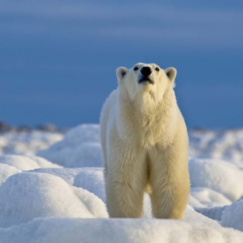 Polar Bear sniffing 