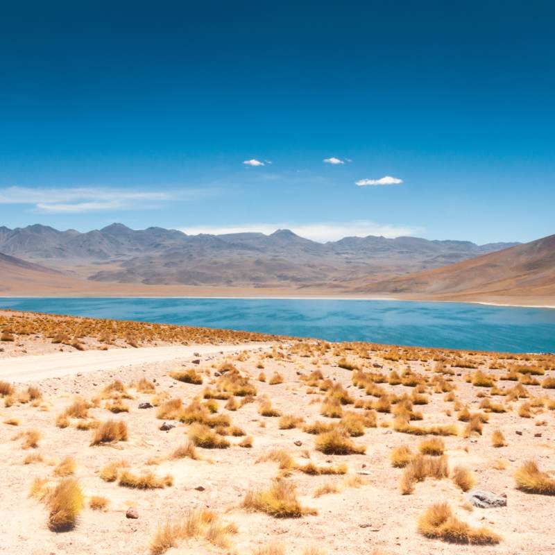 Altiplanic lagoons of the Atacama