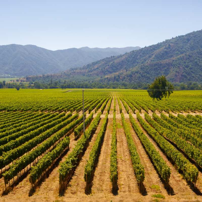 Chile's wine country
