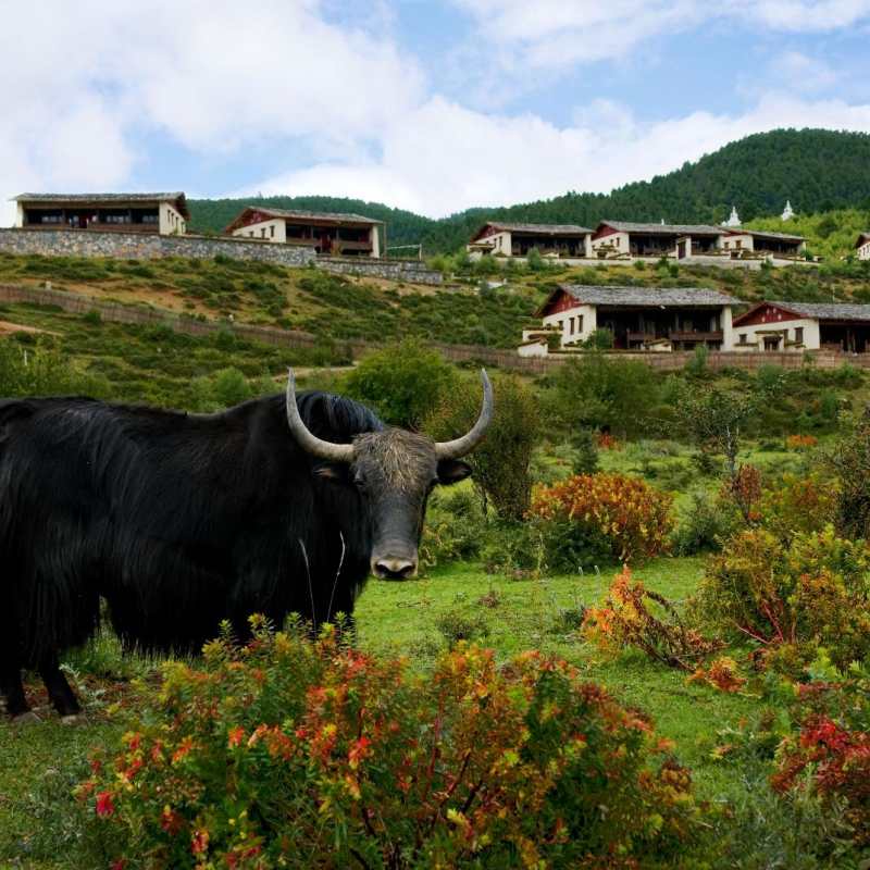 Yak in front of the hotel - Banyan Tree Ringha