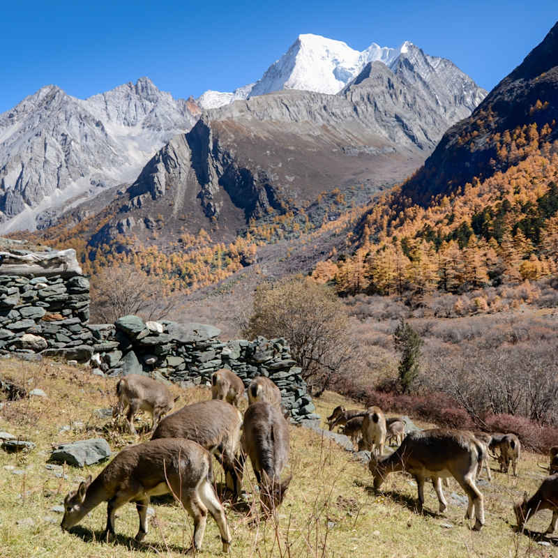 Yading 