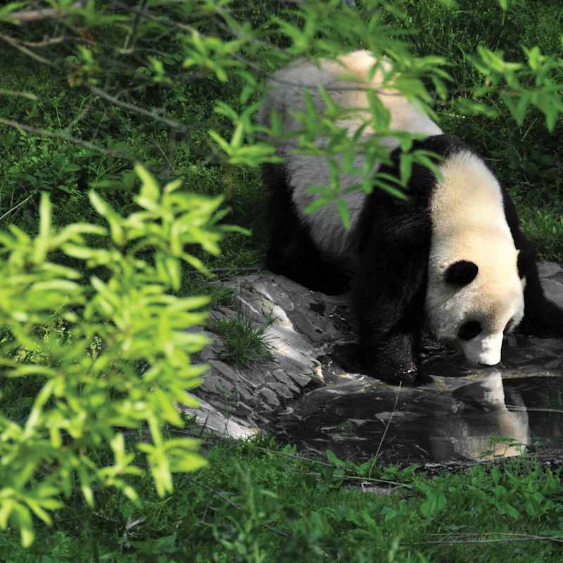 Panda - Six Senses Qing Cheng Mountain