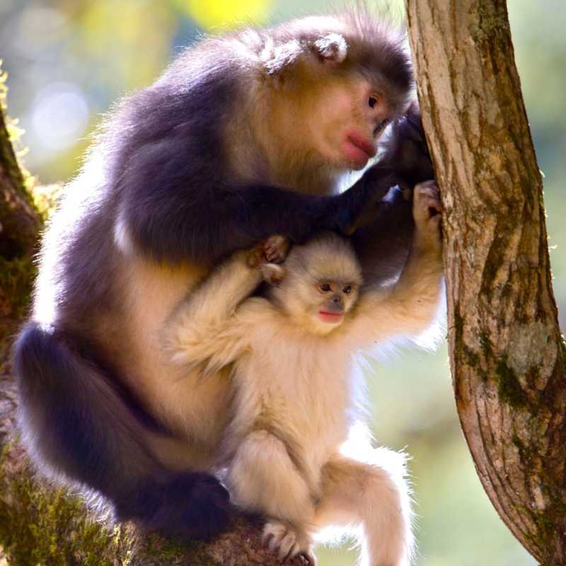 Monkey   - Songtsam Tacheng