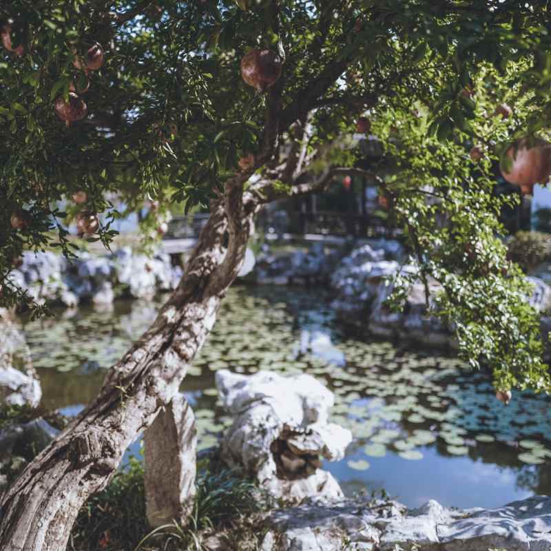 Chinese Pond 