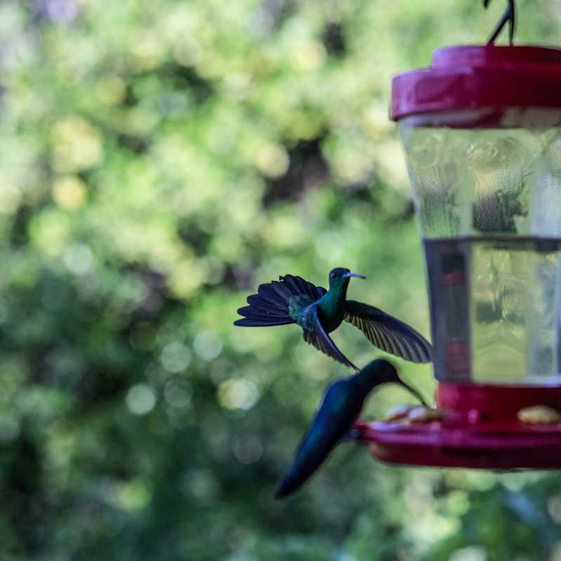 Birdlife 