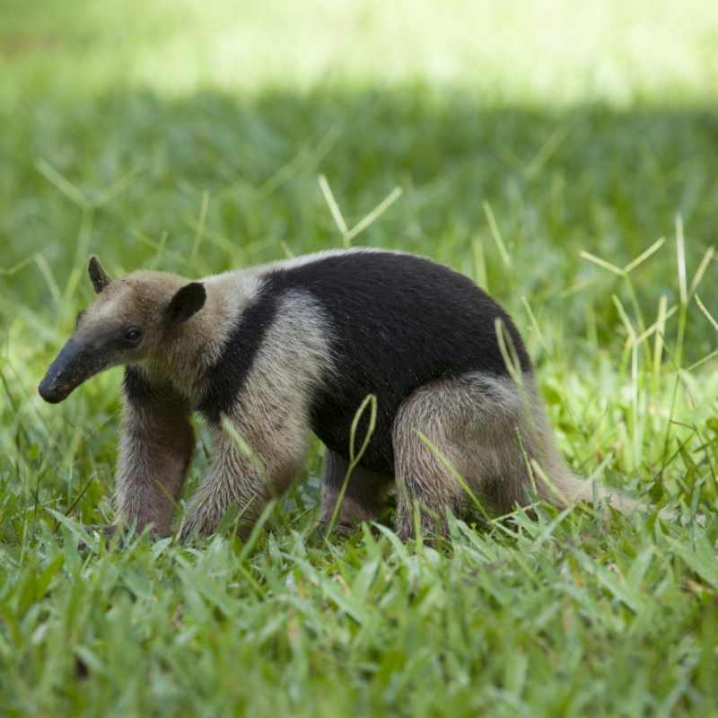 Ant eater - Playa Cativo