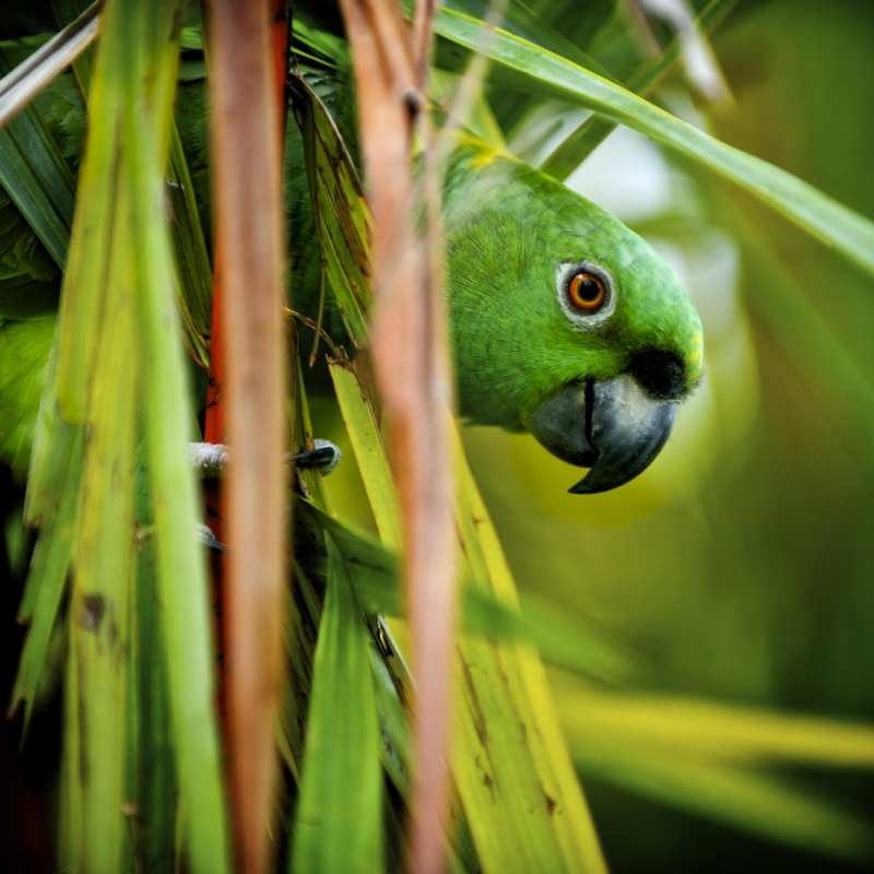 Active Costa Rica 