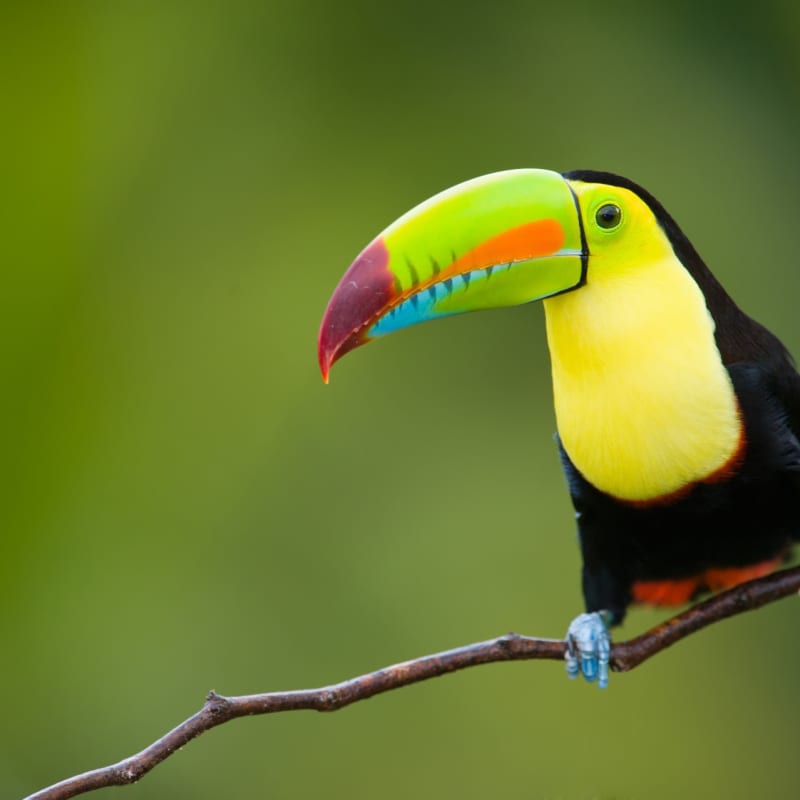 Epic Costa Rica 