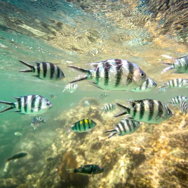Fish in Watamu Marine Park 