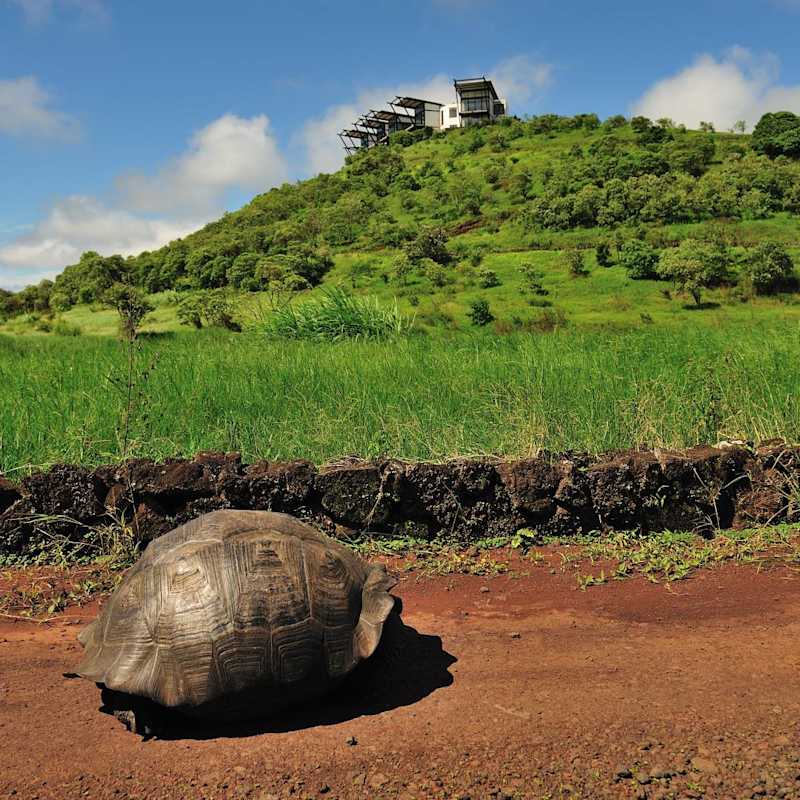 Giant tortoise - Pikaia Lodge