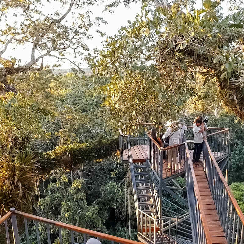 Canopy Tower 