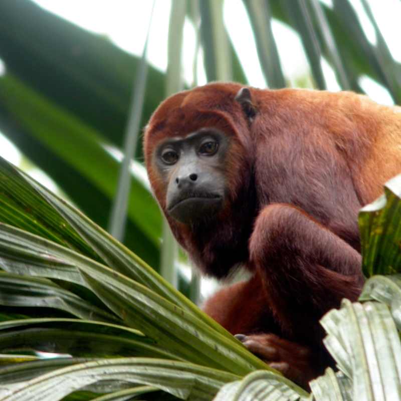 Wildlife 