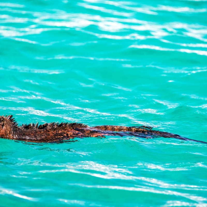 Ecuador and Galapagos with Kids 
