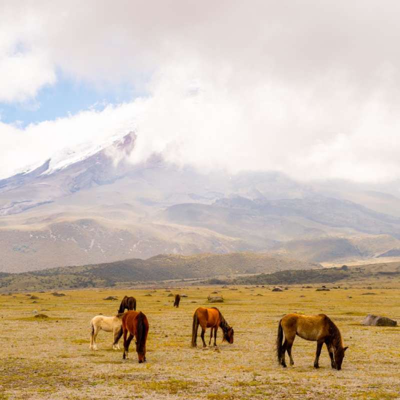 Wild horses  - Ecuador In Depth