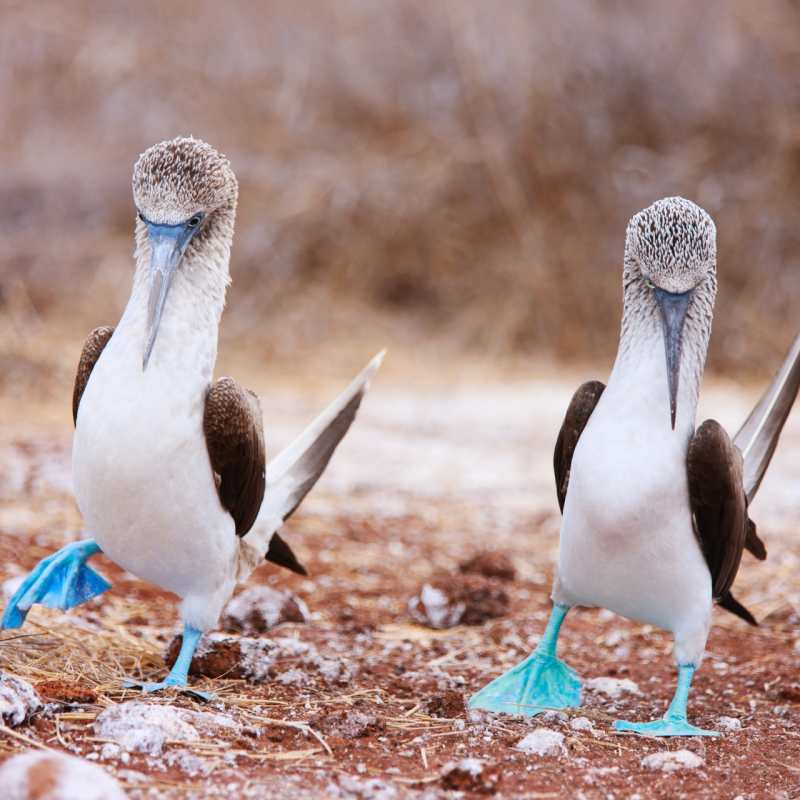 Epic Ecuador and Galapagos 