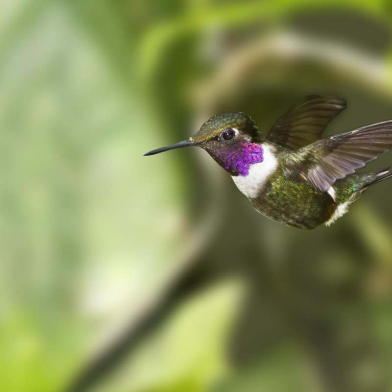 Hummingbird  - Natural Wonders of Ecuador