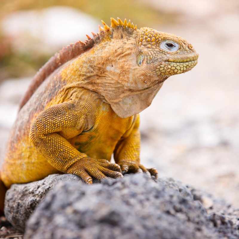 Land Iguana 