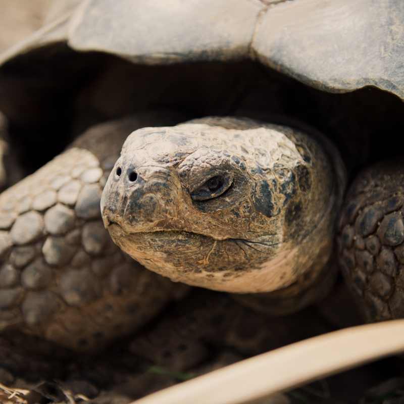 Ultimate Peru and Galapagos 