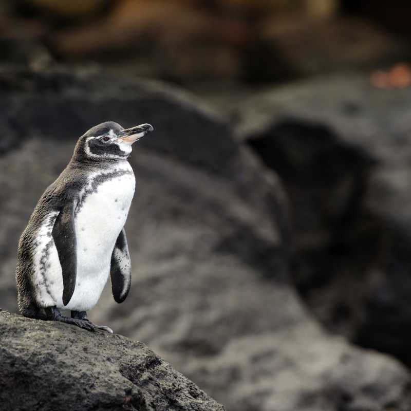 Ultimate Peru and Galapagos 