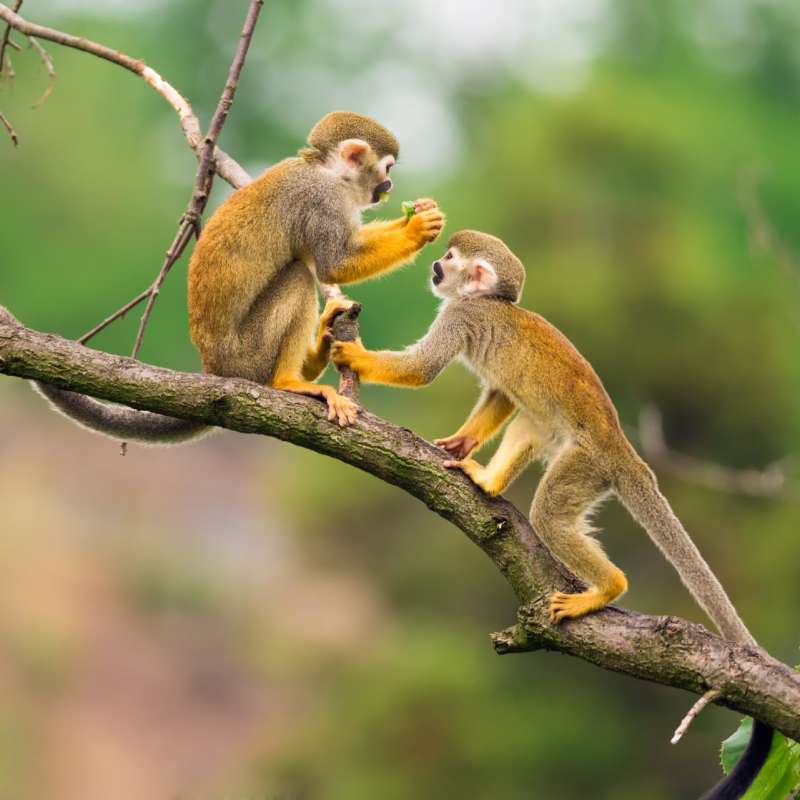 Squirrel monkeys - Family Ecuador & Galapagos Islands Adventure