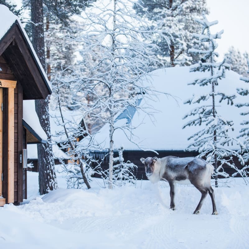 Reindeer by the cabin 