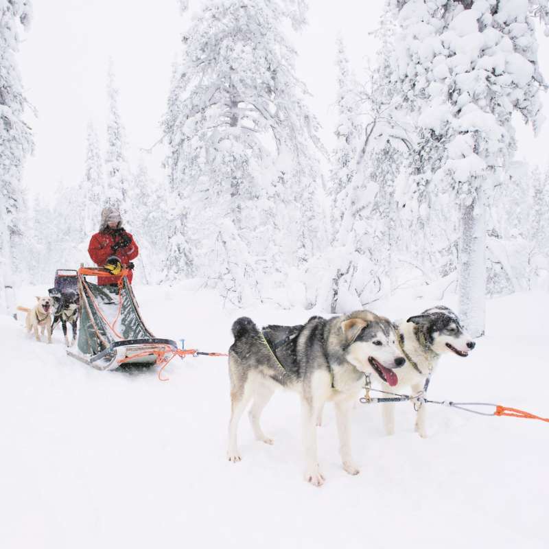 Huskies - A magical trip to visit Father Christmas