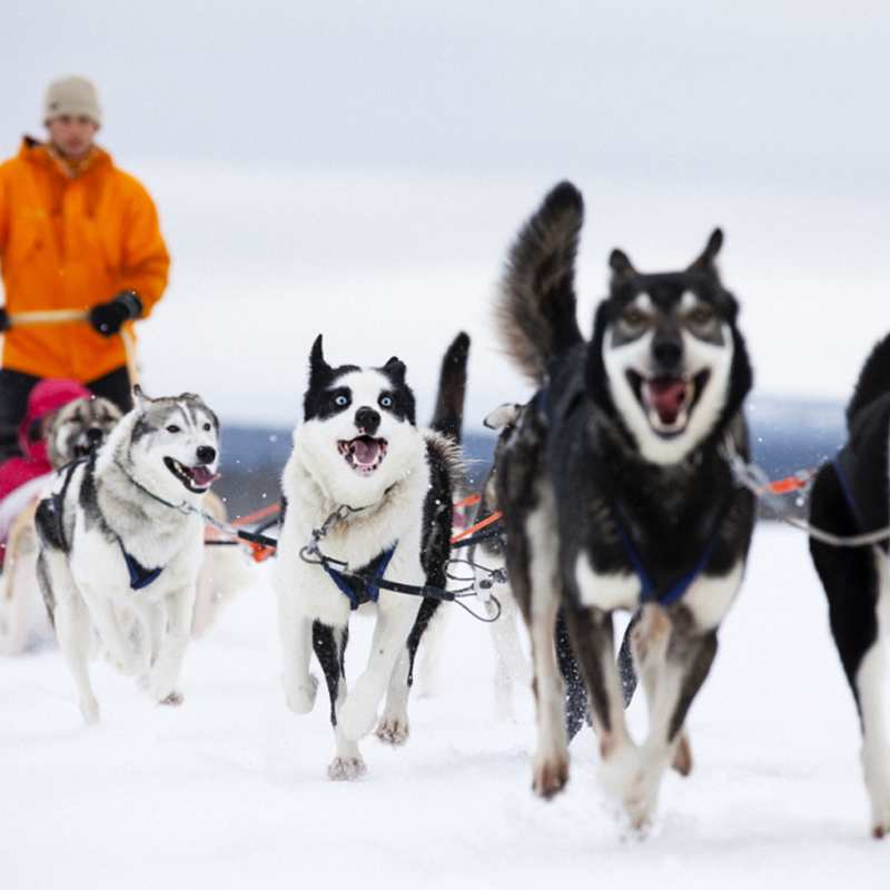 Husky sledding - Simply Finnish Lapland