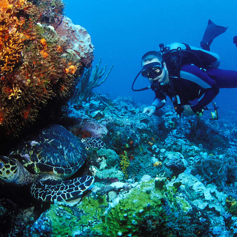 Diving in the Caribbean