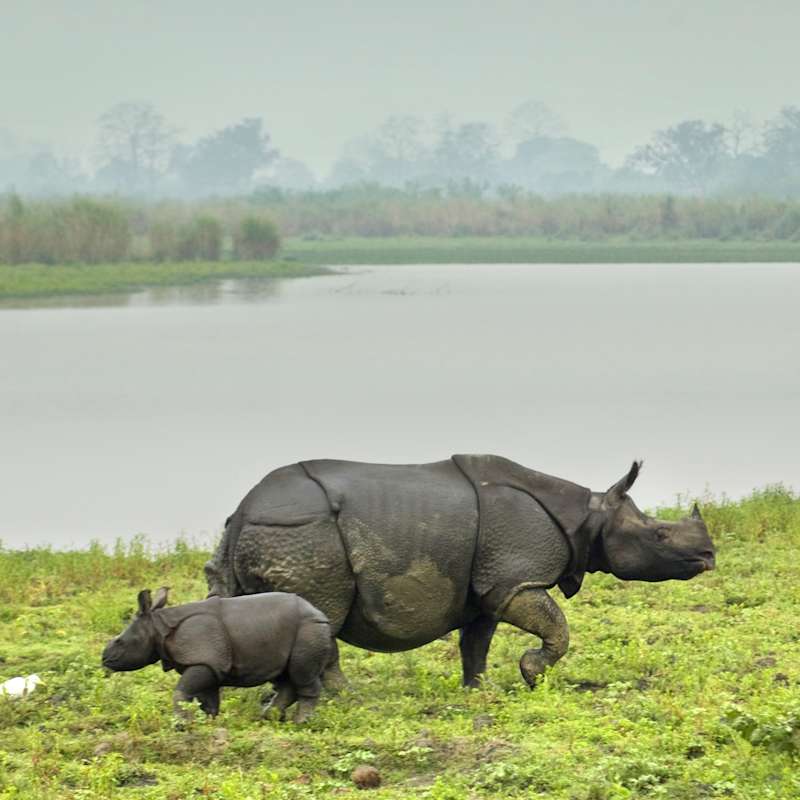 Rinos - Diphlu River Lodge