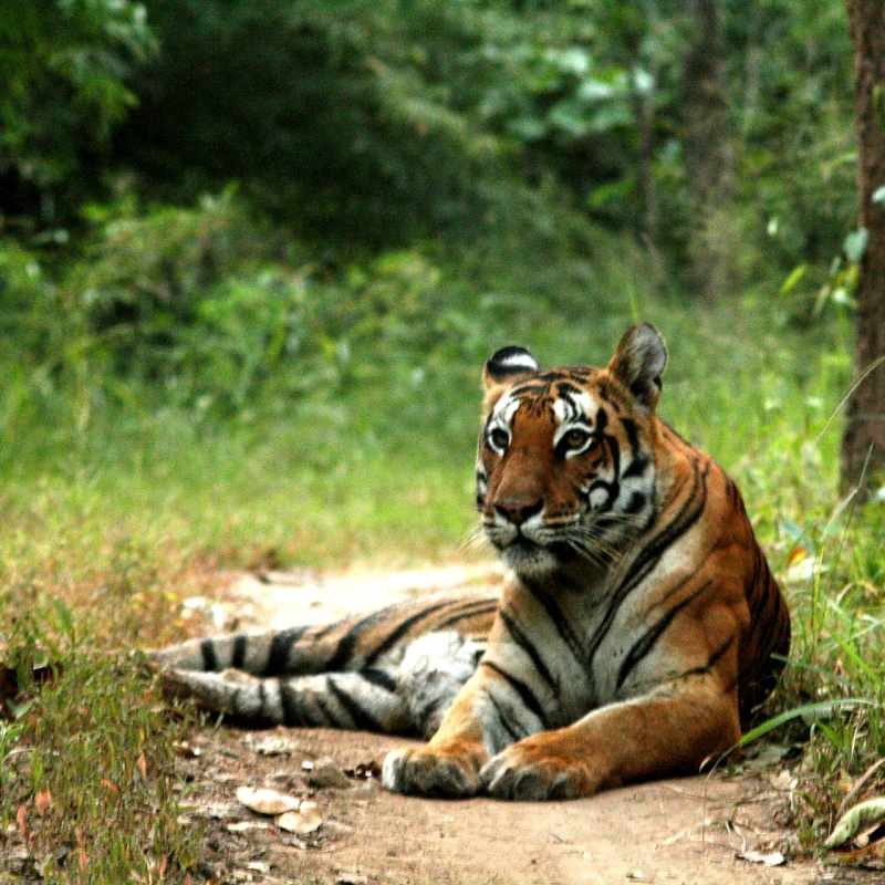 Tiger Sighting - Flame of the Forest