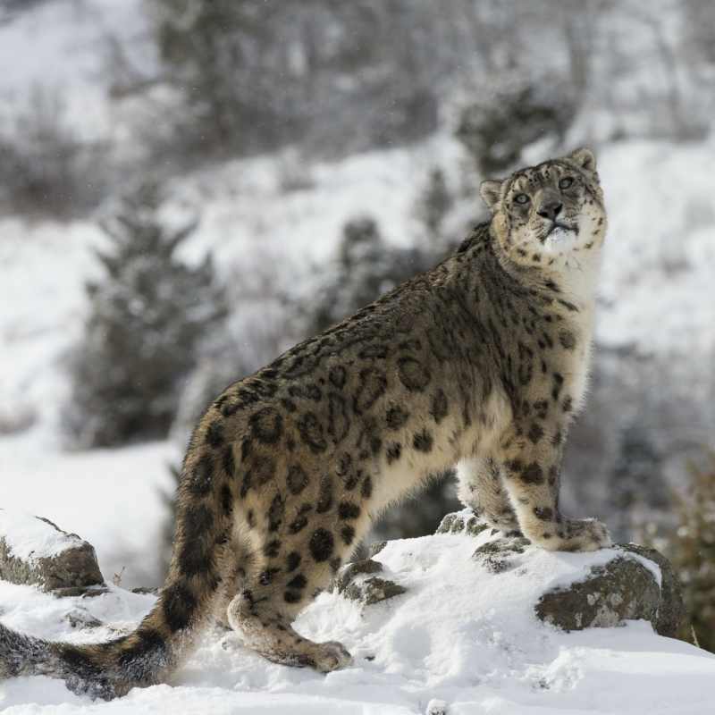 Snow Leopard - Snow Leopard Lodge