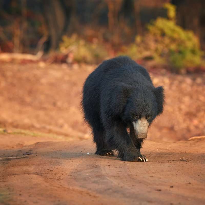 Ranthambore National Park - The Oberoi Vanyavilas