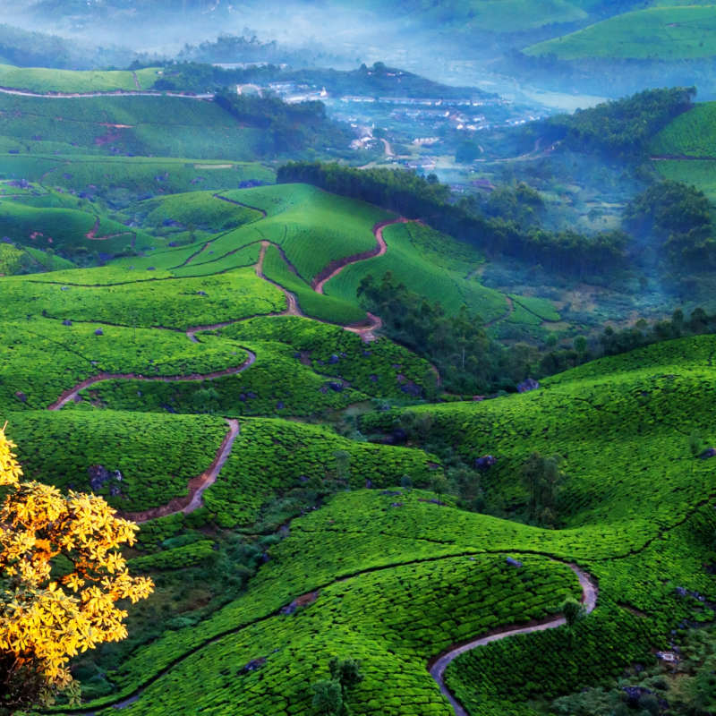 Valleys of Tea - Windermere Estate