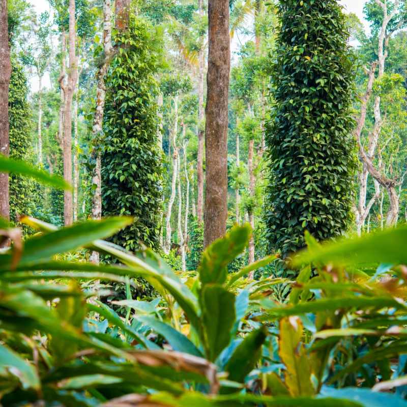 Cardamom Plantation - Kerala and the Maldives
