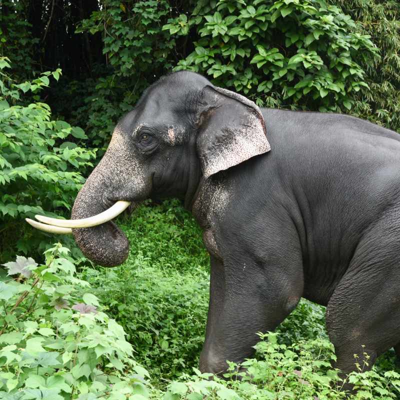 Asian Elephant in Periyar - Kerala and the Maldives