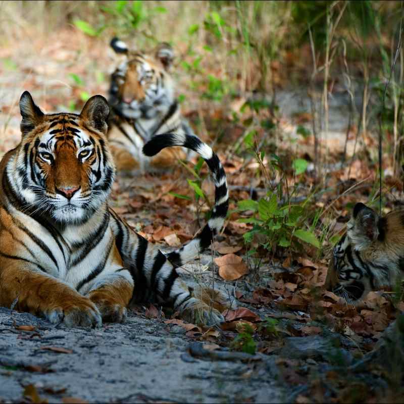 Wild India 